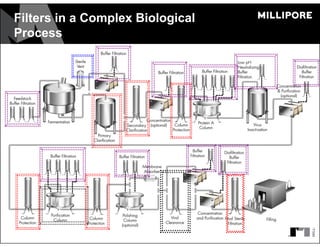 Filters in a Complex Biological
Process
 