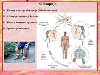 Филарија
 Животни циклус Филарије (Filaria bancrofti)
 Изазивач слоновске болести
 Живи у лимфним судовима
 Преносе је комарци
 