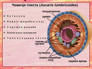  Кутикула
 Кожно- мишићни слој
 Уздужни мишићи
 Телесна дупља -псеудоцелом
 Тело испуњава течност
Човечја глиста (Ascaris lumbricoides)
 