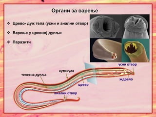  Црево- дуж тела (усни и анални отвор)
 Варење у цревној дупљи
 Паразити
Oргани за варење
анални отвор
црево
усни отвор
ждрело
кутикула
телесна дупља
 