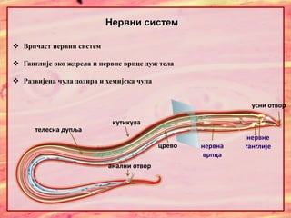  Врпчаст нервни систем
 Ганглије око ждрела и нервне врпце дуж тела
 Развијена чула додира и хемијска чула
Нервни систем
анални отвор
црево
усни отвор
кутикула
телесна дупља
нервне
ганглије
нервна
врпца
 