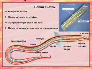  Одвојених полова
 Женка крупнија од мужјака
 Мужјаци повијен задњи део тела
 Из јаја се излежу јединке које личе на родитеље
Полни систем
анални отвор
црево
усни отвор
кутикула
телесна дупља
нервне
ганглије
нервна
врпца
тестис
 