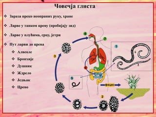  Зараза преко неопраних руку, хране
 Ларве у танком цреву (пробијају зид)
 Ларве у плућима, срцу, јетри
 Пут ларви до црева
 Алвеоле
 Бронхије
 Душник
 Ждрело
 Једњак
 Црево
Човечја глиста
 