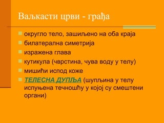 Ваљкасти црви - грађа округло тело, зашиљено на оба краја билатерална симетрија изражена глава кутикула (чврстина, чува воду у телу) мишићи испод коже ТЕЛЕСНА ДУПЉА  (шупљина у телу испуњена течношћу у којој су смештени органи) 