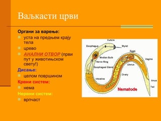 Ваљкасти црви Органи за варење: уста на предњем крају тела црево АНАЛНИ ОТВОР  (први пут у животињском свету!) Дисање: целом површином Крвни систем: нема Нервни систем: врпчаст  