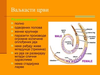 Ваљкасти црви Размножавање: полно одвојених полова женке крупније паразити производе огромне количине оплођених јаја неке рађају живе младунце (трихина) из јаја се развијајау млади слични одраслима нема стадијума ларве 
