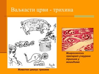 Ваљкасти црви - трихина Микроскопски препарат учаурене трихине у мишићима Животни циклус трихине 