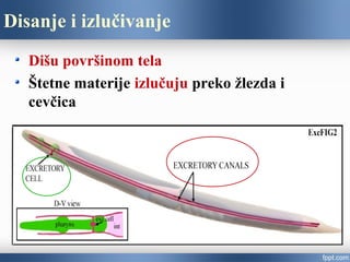 Disanje i izlučivanje
Dišu površinom tela
Štetne materije izlučuju preko žlezda i
cevčica
 