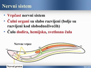 Nervni sistem
Vrpčast nervni sistem
Čulni organi su slabo razvijeni (bolje su
razvijeni kod slobodnoživećih)
Čulo dodira, hemijska, svetlosna čula
Nervne vrpce
Nervni prsten
 