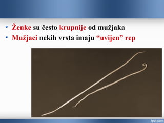 Ženke su često krupnije od mužjaka
Mužjaci nekih vrsta imaju “uvijen” rep
 