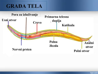 GRAĐA TELA
Polna
žlezda
Primarna telesna
duplja
Kutikula
Crevo
Polni otvor
Usni otvor
Analni
otvor
Nervni prsten
Pora za izlučivanje
 