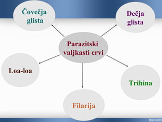 Parazitski
valjkasti crvi
Čovečja
glista
Filarija
Trihina
Dečja
glista
Loa-loa
 