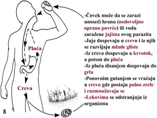 Pluća
Creva
-Čovek može da se zarazi
unoseći hranu (nedovoljno
oprano povrće) ili vodu
zaražene jajima ovog parazita
-Jaja dospevaju u crevo i iz njih
se razvijaju mlade gliste
-Iz creva dospevaju u krvotok,
a potom do pluća
-Iz pluća disanjem dospevaju do
grla
-Ponovnim gutanjem se vraćaju
u crevo gde postaju polno zrele
i razmnožavaju se
-Lekovima se odstranjuju iz
organizma
 