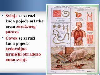 Svinja se zarazi
kada pojede ostatke
mesa zaraženog
pacova
Čovek se zarazi
kada pojede
nedovoljno
termički obrađeno
meso svinje
 