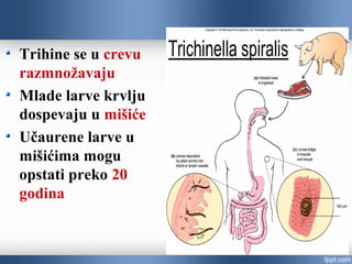 Trihine se u crevu
razmnožavaju
Mlade larve krvlju
dospevaju u mišiće
Učaurene larve u
mišićima mogu
opstati preko 20
godina
 