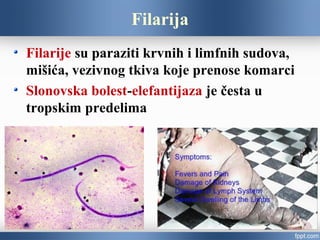 Filarija
Filarije su paraziti krvnih i limfnih sudova,
mišića, vezivnog tkiva koje prenose komarci
Slonovska bolest-elefantijaza je česta u
tropskim predelima
 