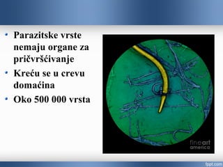 Parazitske vrste
nemaju organe za
pričvršćivanje
Kreću se u crevu
domaćina
Oko 500 000 vrsta
 