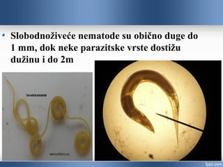 Slobodnoživeće vrste su obično duge do 1 mm,
dok neke parazitske vrste dostižu dužinu i do
2m
 