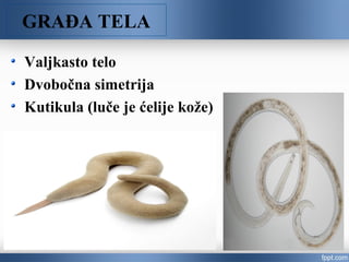 GRAĐA TELA
Valjkasto telo
Dvobočna simetrija
Kutikula (luče je ćelije kože)
 