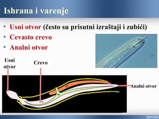 Ishrana i varenje
Usni otvor (često su prisutni izraštaji i zubići)
Cevasto crevo
Analni otvor
Usni
otvor
Crevo
Analni otvor
 