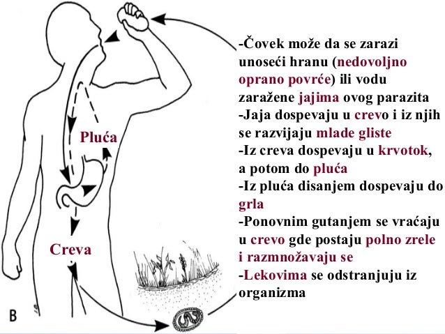 Valjkasti crvi