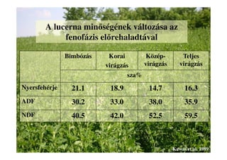 A lucerna minőségének változása az
fenofázis előrehaladtával
Bimbózás Korai
virágzás
Közép-
virágzás
Teljes
virágzás
sza%
Nyersfehérje 21.1 18.9 14.7 16.3
ADF 30.2 33.0 38.0 35.9
NDF 40.5 42.0 52.5 59.5
Kawas et al. 1989
 