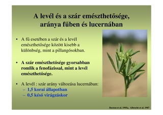 A levél és a szár emészthetősége,
aránya fűben és lucernában
• A fű esetében a szár és a levél
emészthetősége között kisebb a
különbség, mint a pillangósokban.
• A szár emészthetősége gyorsabban
romlik a fenofázissal, mint a levél
emészthetősége.
• A levél : szár arány változása lucernában:
– 1,5 korai állapotban
– 0,5 késő virágzáskor
Buxton et al. 1995a, Albrecht et al. 1987
 