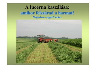 A lucerna kaszálása:
amikor felszárad a harmat!
Májusban reggel 9 után..
 