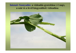 Intenzív fonnyadás: a vízleadás gyorsítása (-1 nap),
a szár és a levél kiegyenlített vízleadása
 