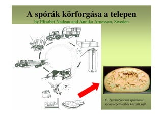 A spórák körforgása a telepen
by Elisabet Nadeau and Annika Arnesson, Sweden
C. Tyrobutyricum spóráival
szenynezett tejből készült sajt
 