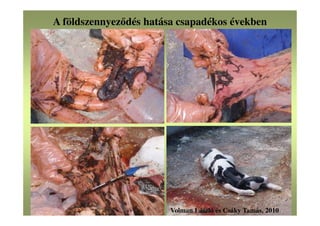 Volman László és Csáky Tamás, 2010
A földszennyeződés hatása csapadékos években
 