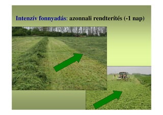 Intenzív fonnyadás: azonnali rendterítés (-1 nap)
 