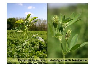 Erjesztett lucerna - minőségorientált betakarítás
 