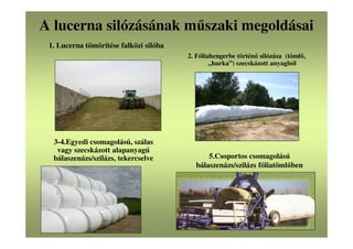 A lucerna silózásának műszaki megoldásai
2. Fóliahengerbe történő silózása (tömlő,
„hurka”) szecskázott anyagból
1. Lucerna tömörítése falközi silóba
5.Csoportos csomagolású
bálaszenázs/szilázs fóliatömlőben
3-4.Egyedi csomagolású, szálas
vagy szecskázott alapanyagú
bálaszenázs/szilázs, tekercselve
 