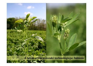 A betakarítás műszaki technológiája: bálázás
 