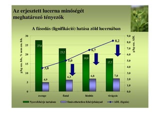 Az erjesztett lucerna minőségét
meghatározó tényezők
A fásodás (lignifikáció) hatása zöld lucernában
4,9
6,3 6,8 7,0
27,6
23,2
19,9
17,7
3,8
5,0
6,7
8,2
0
5
10
15
20
25
30
zsenge fiatal bimbós virágzás
g/kgsza.feh.,%nemem.feh.
0,0
1,0
2,0
3,0
4,0
5,0
6,0
7,0
8,0
9,0
g/kgsza.ADL
Nyersfehérje tartalom Emészthetetlen fehérjehányad ADL (lignin)
 