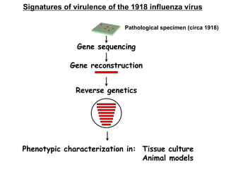 Gene sequencing
Gene reconstruction
Pathological specimen (circa 1918)
.....
Reverse genetics
Signatures of virulence of the 1918 influenza virus
Phenotypic characterization in: Tissue culture
Animal models
 