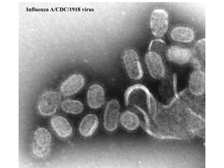 Influenza A/CDC/1918 virus
 