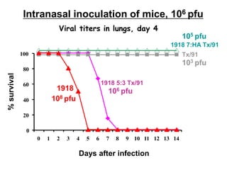 0
20
40
60
80
100
0 1 2 3 4 5 6 7 8 9 10 11 12 13 14
%survival
Days after infection
Tx/91
1918 5:3 Tx/91
1918
1918 7:HA Tx/91
Intranasal inoculation of mice, 106 pfu
Viral titers in lungs, day 4
103 pfu
106 pfu
108 pfu
105 pfu
 