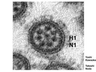 Yoshi
Kawaoka
Takeshi
Noda
H1
N1
 