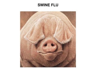 SWINE FLU
 