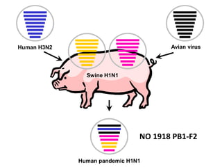 Human H3N2
Swine H1N1
Avian virus
Human pandemic H1N1
NO 1918 PB1-F2
 