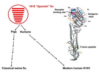 1918 “Spanish” flu
Pigs Humans
Classical swine flu Modern human H1N1
Sa
Ca2
Ca1
Cb
Receptor
binding site
Sb
Fusion peptide
Antigenic
sites
 