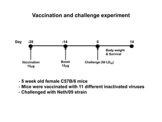 Vaccination and challenge experiment
Vaccination
15mg
-28
Boost
15mg
Challenge (50 LD50)
-14
Body weight
& Survival
0Day
- 5 week old female C57B/6 mice
- Mice were vaccinated with 11 different inactivated viruses
- Challenged with Neth/09 strain
14
 