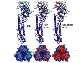 1918
New
H1N1
Seasonal
H1N1
Sa
 