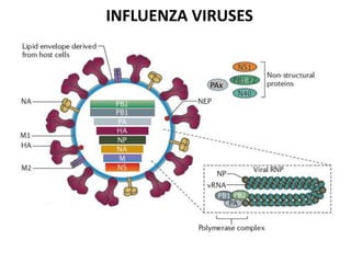 INFLUENZA VIRUSES
PAx
 