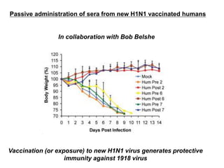 Passive administration of sera from new H1N1 vaccinated humans
In collaboration with Bob Belshe
Vaccination (or exposure) to new H1N1 virus generates protective
immunity against 1918 virus
 