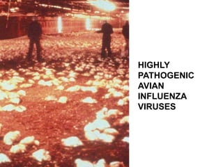 HIGHLY
PATHOGENIC
AVIAN
INFLUENZA
VIRUSES
 