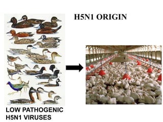 LOW PATHOGENIC
H5N1 VIRUSES
H5N1 ORIGIN
 