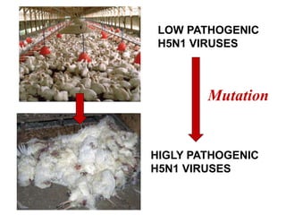 LOW PATHOGENIC
H5N1 VIRUSES
HIGLY PATHOGENIC
H5N1 VIRUSES
Mutation
 